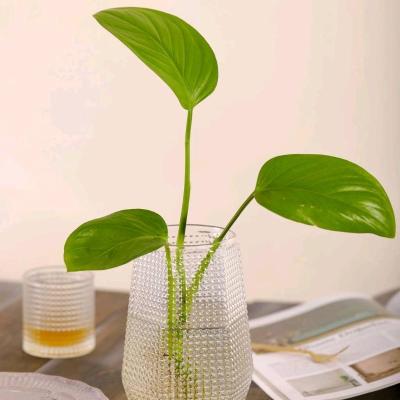 گلدون لیندو