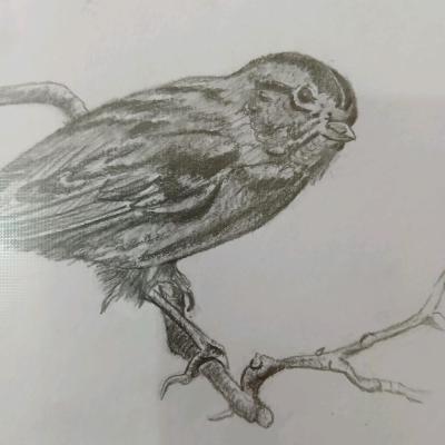 نقاشی سیاه قلم گنجشک