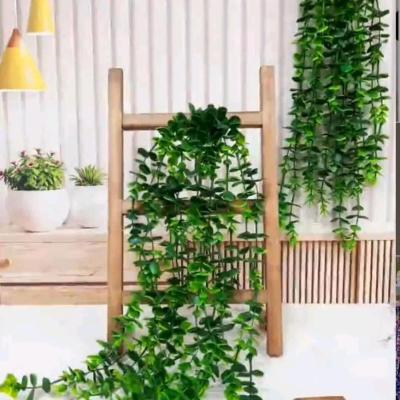 شمشاد سبز زیبا