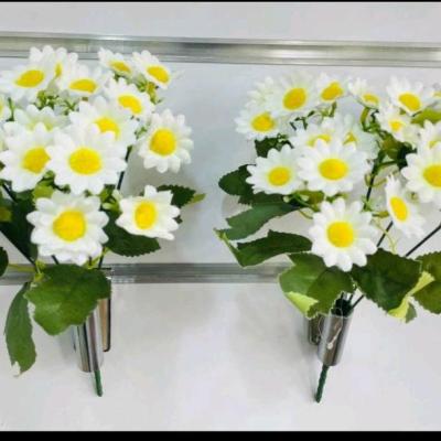 بوته گل بابونه سفید