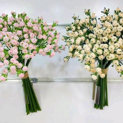 بوته ژیپسوفیلا 14 شاخه-156136