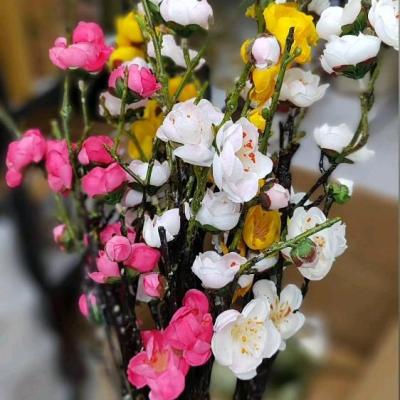 شکوفه ژاپنی وارداتی